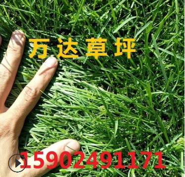 遼寧草坪批發草坪吉林草坪土量大從優