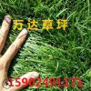 遼寧草坪批發(fā)草坪吉林草坪土量大從優(yōu)