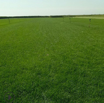 遼寧草坪批發新鮮真草坪小區綠化公園綠化天然草坪帶土量大從優
