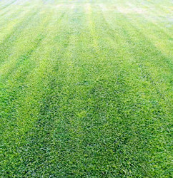 遼寧草坪批發新鮮真草坪小區綠化公園綠化天然草坪帶土量大從優