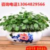 銅錢草水培室內心形草小盆栽植物種子四季辦公室金錢草防輻射耐寒