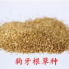批發進口草坪種子狗牙根 護坡草坪種子 狗牙根種子 耐踐踏 品種全