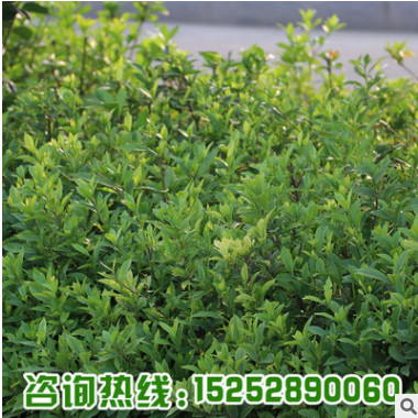 基地直銷盆栽花卉小葉梔子花苗 羅漢梔子花小苗 綠植花量大優(yōu)惠