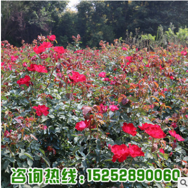 基地批發(fā)銷售紅帽月季 大花月季 豐花月季 各種月季苗出售