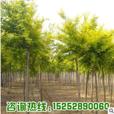 基地批發(fā)嫁接金葉榆樹苗 園林庭院綠化工程苗木金葉榆 耐寒耐旱