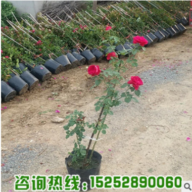 基地批發(fā)銷售歐洲月季花苗 紅龍 小女孩 供應(yīng)優(yōu)質(zhì)藤本月季苗量大