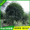 大量批發(fā)供應寶塔形八公分桂花 園林綠化苗木種子