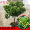 米蘭花苗 綠化工程袋苗 花卉盆栽 驅(qū)c綠植 四季常青芳香濃郁米蘭