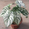 五彩芋盆栽 彩葉芋苗 室內(nèi)觀葉花卉 凈化空氣辦公室小盆栽合歡芋