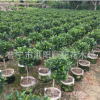 含笑球 樹(shù)苗 含笑花苗 精品高桿含笑球 芳香花卉 工程綠化袋苗木