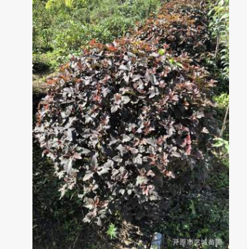 紫葉風(fēng)箱果球現(xiàn)挖現(xiàn)賣(mài)園林綠化苗木批發(fā)