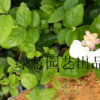 茉莉花 綠化用苗 虎頭茉莉 大量供應 低價 銷往福建浙江廣東等地