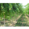 供應(yīng)各種園林苗木