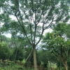 基地種植藍花楹樹苗15公分 綠化行道樹 風景樹基地批發 綠化工程