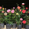 基地提供盆栽月季 品種月季 歐洲月季 月季批發(fā)