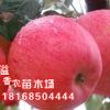 盆栽地載果樹苗 嫁接蘋果樹苗 白水蘋果苗 南方北方種植 當(dāng)年結(jié)果