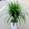 浴花谷室內(nèi)客廳綠植龍鐵樹盆栽龍須龍血樹盆栽凈化空氣吸甲醛植物