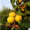 基地直銷杏樹 杏子樹 早熟嫁接苗 果大甜 品種多 特價果園苗