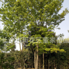 供應(yīng)喬木青楓樹(shù) 董家苗圃大規(guī)格青楓樹(shù) 樹(shù)形精品 批發(fā)價(jià)格