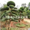小葉女貞造型樹(shù)+景觀樹(shù)+風(fēng)景樹(shù)10-15公分小葉女貞樁價(jià)格批發(fā)