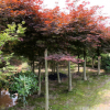 直銷園林綠化苗木 嫁接紅楓 紅楓樹(shù) 8-10公分紅楓樹(shù)批發(fā)價(jià)格