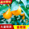 盆栽地栽果樹苗 批發嫁接金桔樹苗 脆皮甜桔 金錢桔樹苗果大肉甜