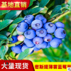 批發南方盆栽藍莓苗 藍莓果樹苗 密斯提薄霧藍莓四季常綠