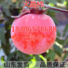 脆甜火晶磨盤柿子樹苗南方北方種植陽臺嫁接水果樹苗盆栽四季結果
