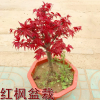 批發日本紅楓樹苗庭院綠化植物客廳陽臺四季中國紅楓盆栽嫁接紅楓