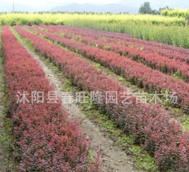 批發 優質灌木小苗 紅葉小檗小苗 園林色塊小苗 紅葉小檗 規格全