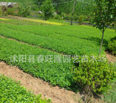 批發 優質四季常青綠化苗木 冬青小苗 地栽冬青苗 冬青床苗