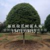 優(yōu)質(zhì)桂林桂花樹_精品桂花樹_供應(yīng)20--40公分優(yōu)質(zhì)精品桂花樹