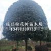 供應(yīng)精品桂花分支50至1.2米直徑18cm20cm25cm30cm桂花 桂花批發(fā)