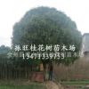 廣西桂林直銷桂花樹 大 庭陰樹 優(yōu)質(zhì)精品桂花樹 品種齊全
