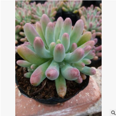 乙女心八千代 多肉植物玉葡萄盆景 室內花卉植物 迷你植物盆栽