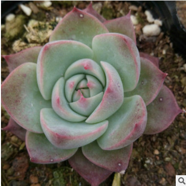 吉娃娃 多肉植物批發 植物盆栽植物辦公室內懶人綠植花卉小盆栽