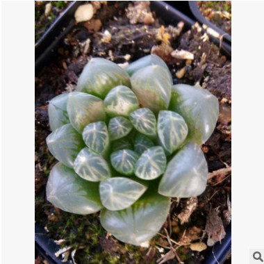 基地直銷 紅絲玉露 多肉植物玉露 迷你植物辦公室盆栽 室內盆景