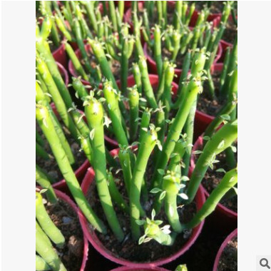 多肉植物 光棍樹珊瑚棍 室內多肉組合盆栽 防輻射綠植批發珊瑚樹