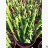 多肉植物 光棍樹珊瑚棍 室內多肉組合盆栽 防輻射綠植批發珊瑚樹