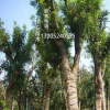 基地直銷批發(fā)榔榆樹造型盆景 工程綠化 行道樹樁 風(fēng)景樹