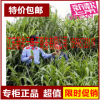 批發進口牧草種子 高丹草種子 甜高粱 牛羊豬馬專用牧草