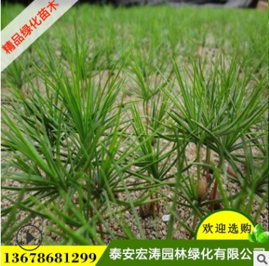 白皮松基地直銷外形優(yōu)美規(guī)格全白皮松苗用于工程園林綠化白皮松苗