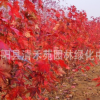 基地?zé)徜N美國(guó)紅楓 加拿大紅楓小苗批發(fā) 規(guī)格齊全 貨源充足