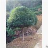 基地直銷(xiāo)優(yōu)質(zhì)苗木精品八月桂花樹(shù) 園林綠化觀賞植物 價(jià)格實(shí)惠