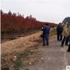 基地長(zhǎng)期供應(yīng)美國(guó)紅楓 地徑4公分美國(guó)紅楓 基地直銷(xiāo)紅楓