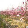 供應(yīng)紅玉蘭 產(chǎn)地貨源紅玉蘭價(jià)格 紅花玉蘭 5公分紅花玉蘭價(jià)格