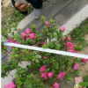 陜西哪有臘梅供應(yīng) 周至苗木基地綠化苗木臘梅批發(fā)價(jià)
