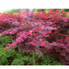 供應山西美國紅櫨5-6-7公分 美國紅櫨價格 美國紅櫨基地 美國紅櫨小苗批發