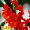 室內(nèi)庭院盆栽嫁接桂花樹苗 朱砂桂 狀元紅 沉香桂 丹桂 當年開花