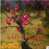 批發(fā)紅梅樹花苗盆景朱砂梅臘梅花苗烏梅正宗南京紅須骨里紅